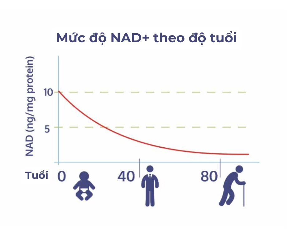 Biểu đồ sụt giảm NAD+ theo độ tuổi 